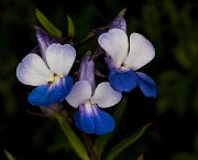 Collinsia grandiflora - Large Flowered Blue-eyed Mary 16-8549